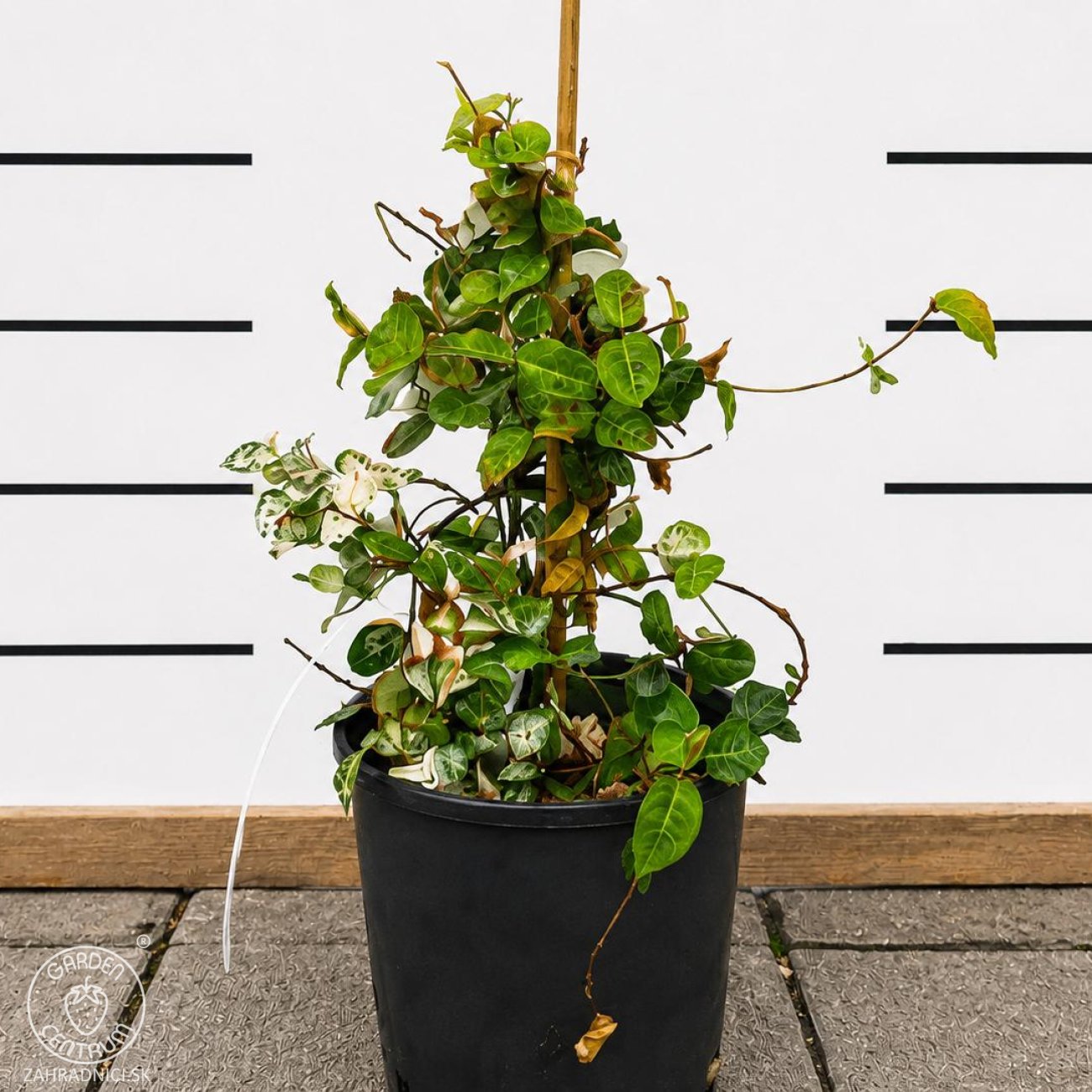 Obrázok Jazmínovec pravý (Trachelospermum jasminoides) ´TRICOLOR´– výška 30-50 cm, kont. C2L